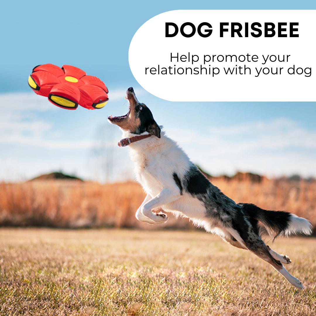 Dog Frisbee - Fun Playtime for You and Your Pet